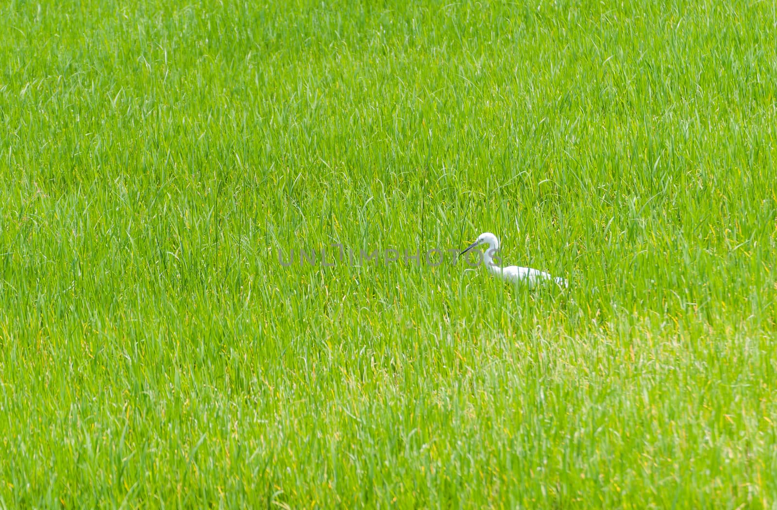 The Egret in green Cornfield, of Thailand