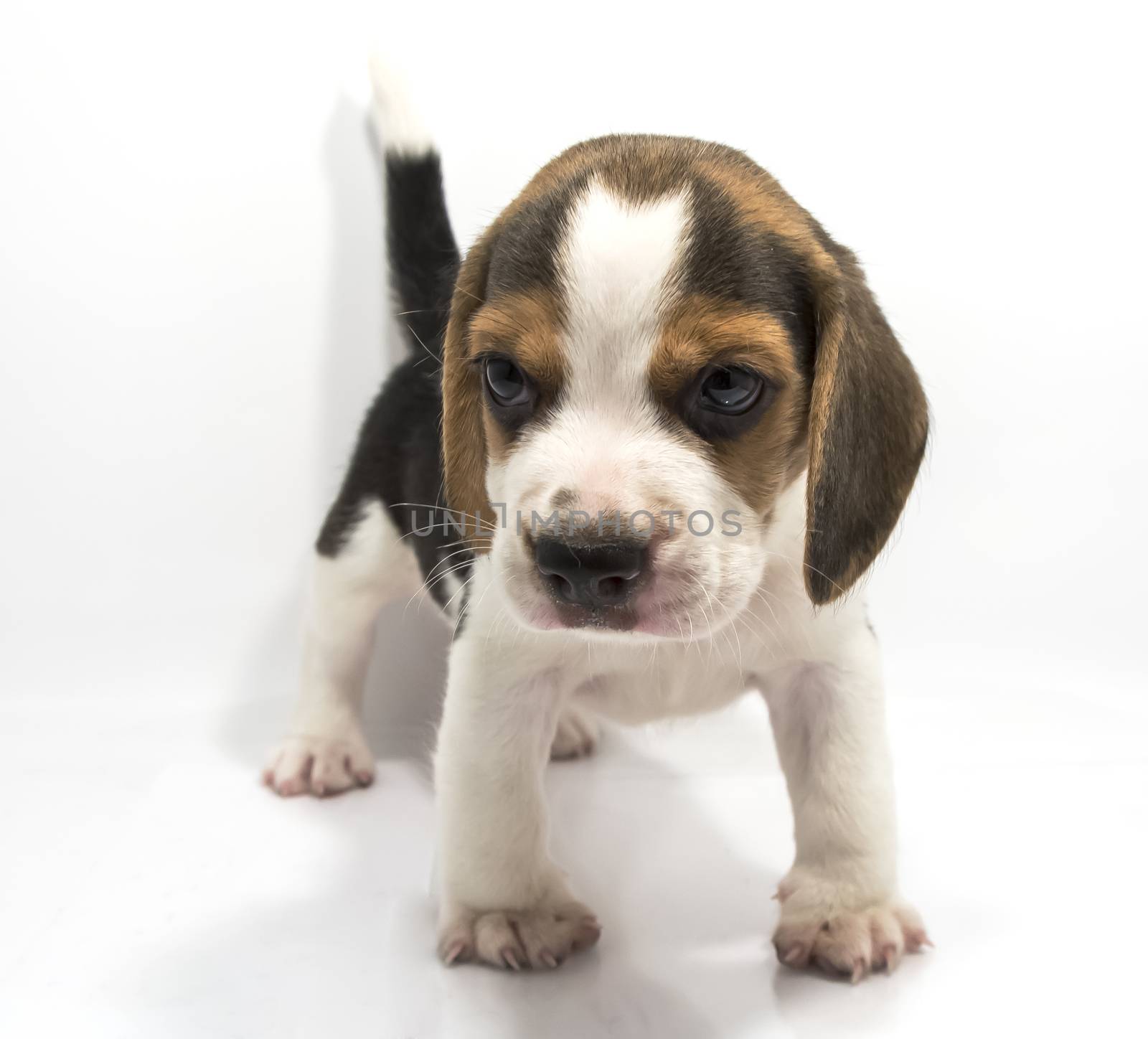 Beagle dog isolate and of white background