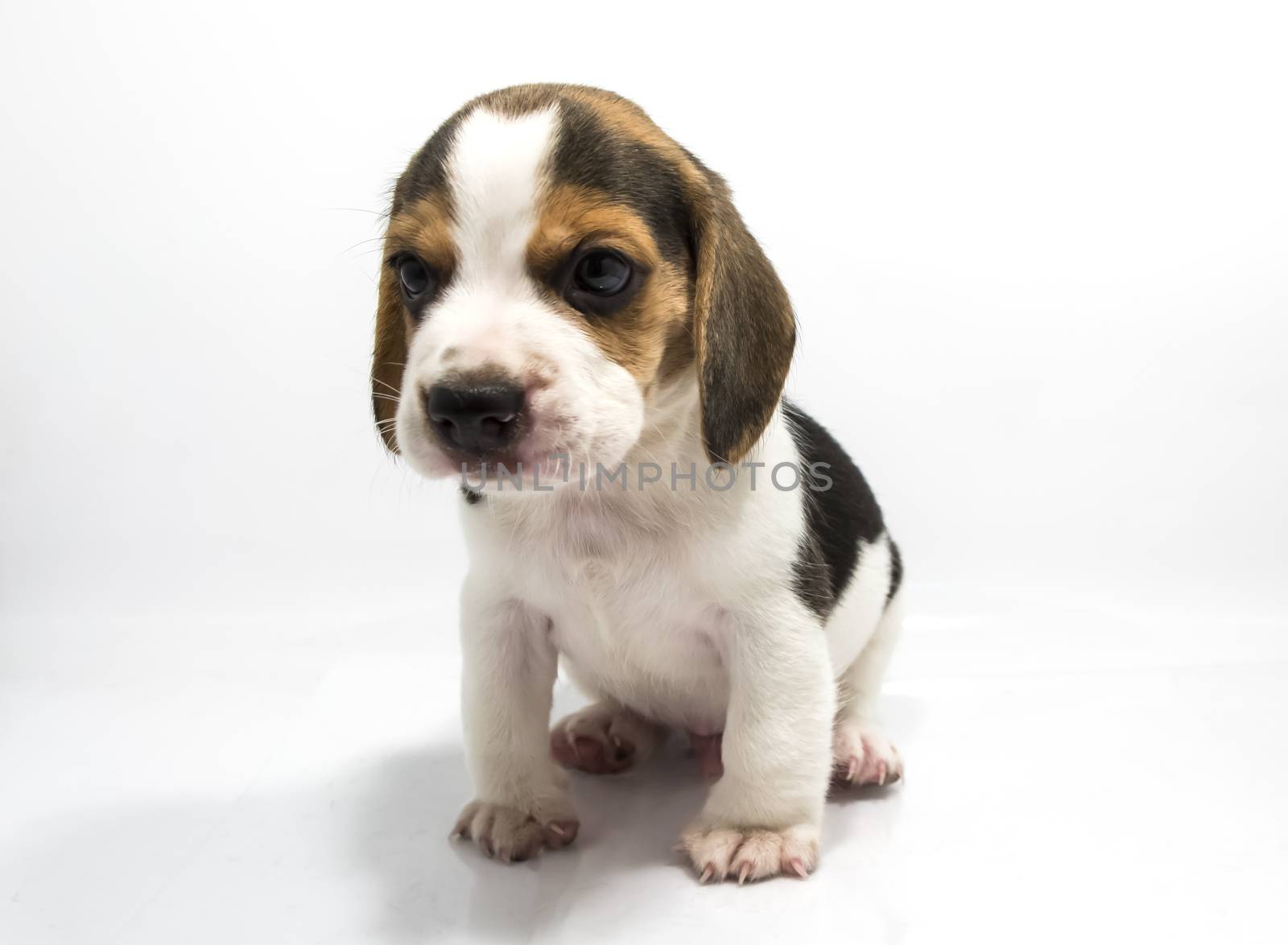 Beagle dog isolate and of white background