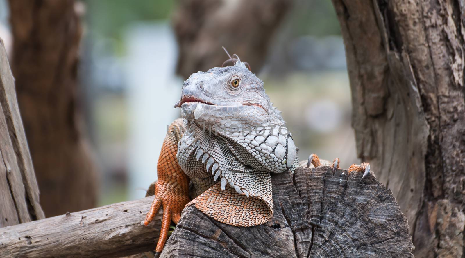 iguana reptile on tree by Sorapop