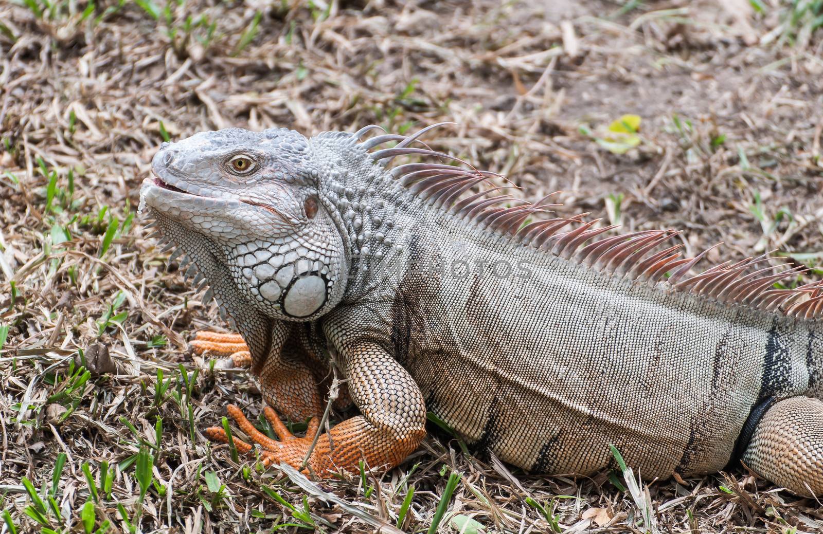 iguana reptile on the ground by Sorapop