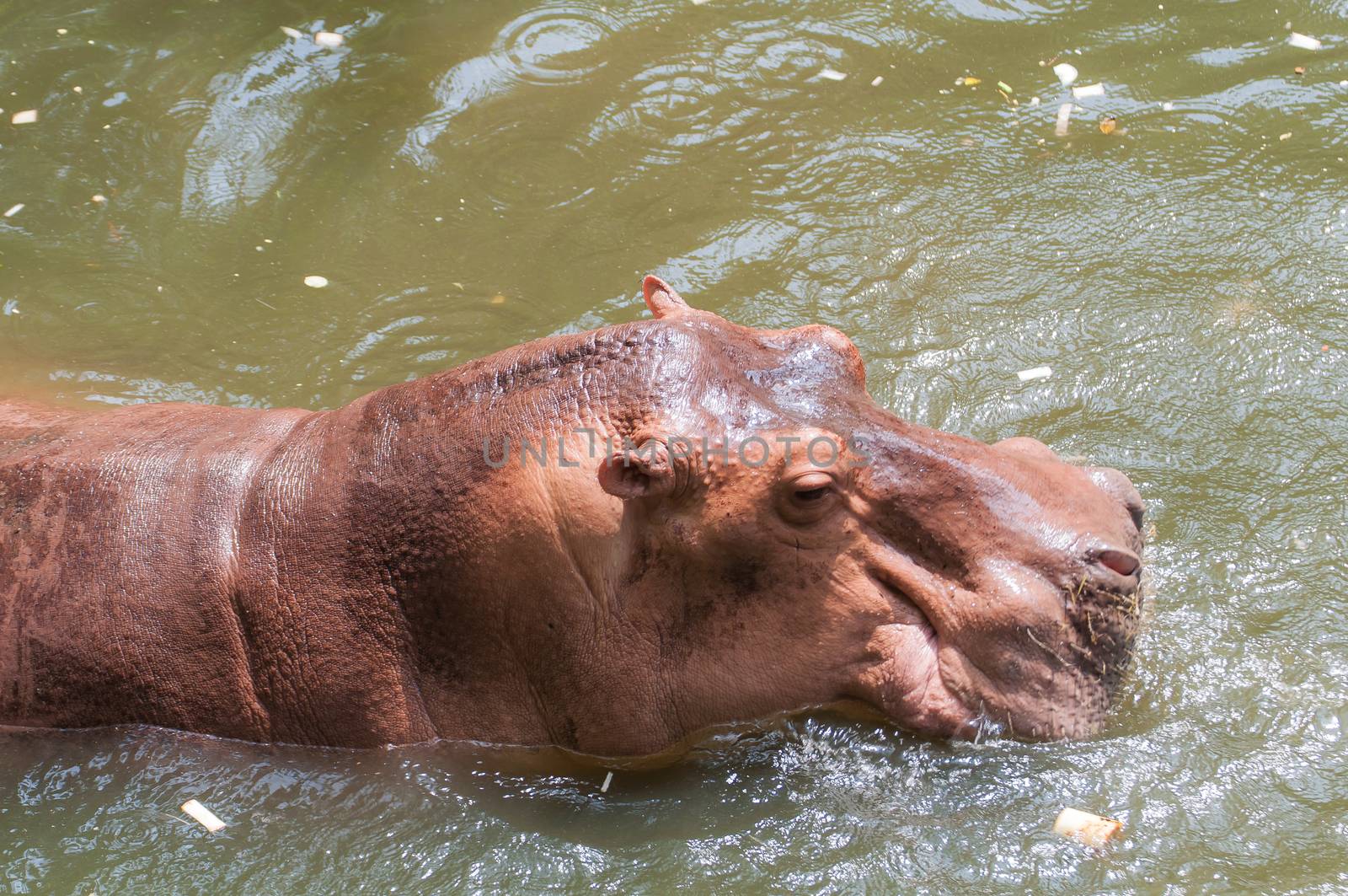 Hippo or Hippopotamus in the pool ,Thailand