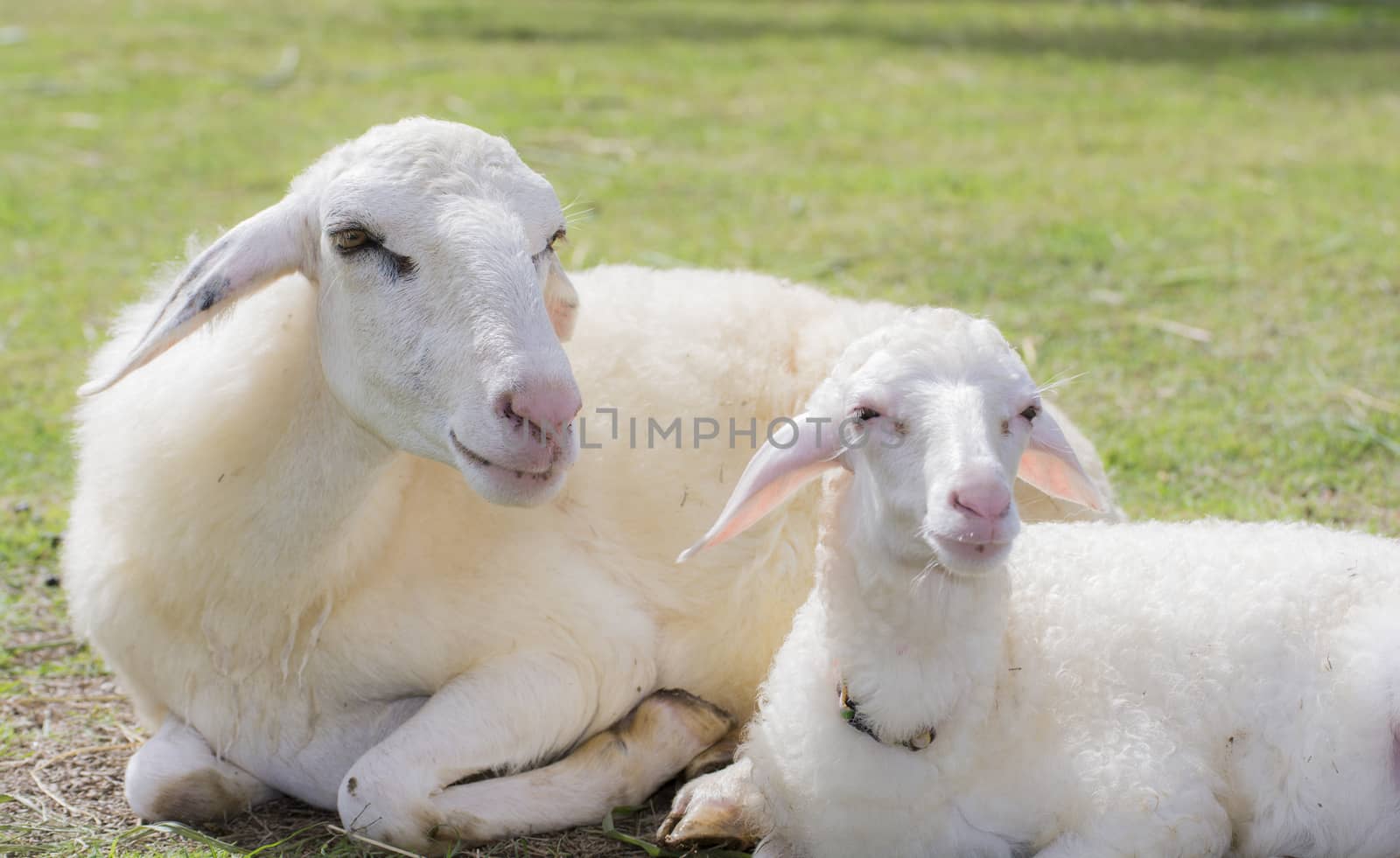 Sheep Farm in a field in Winter