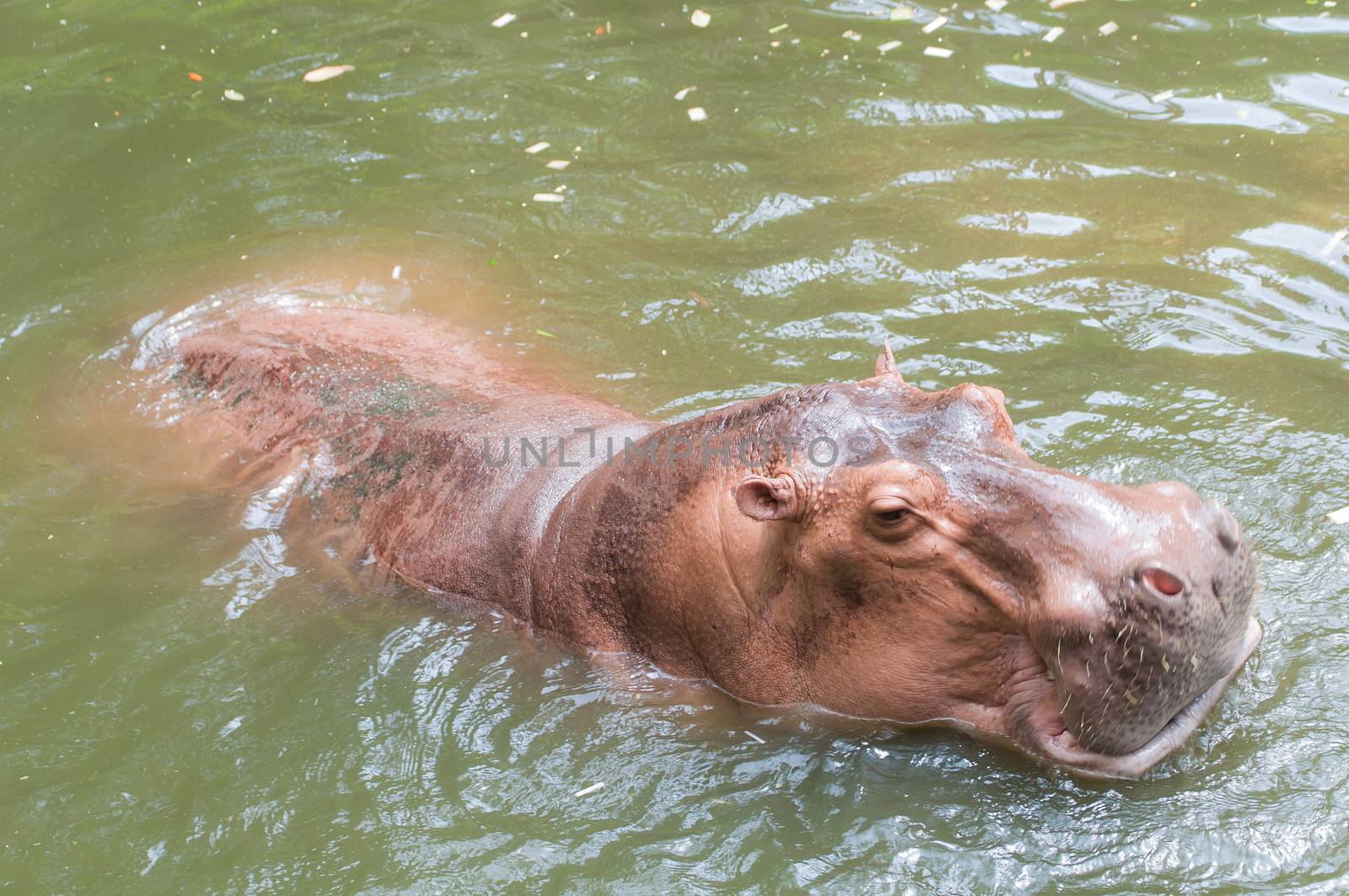 Hippo or Hippopotamus in the pool ,Thailand