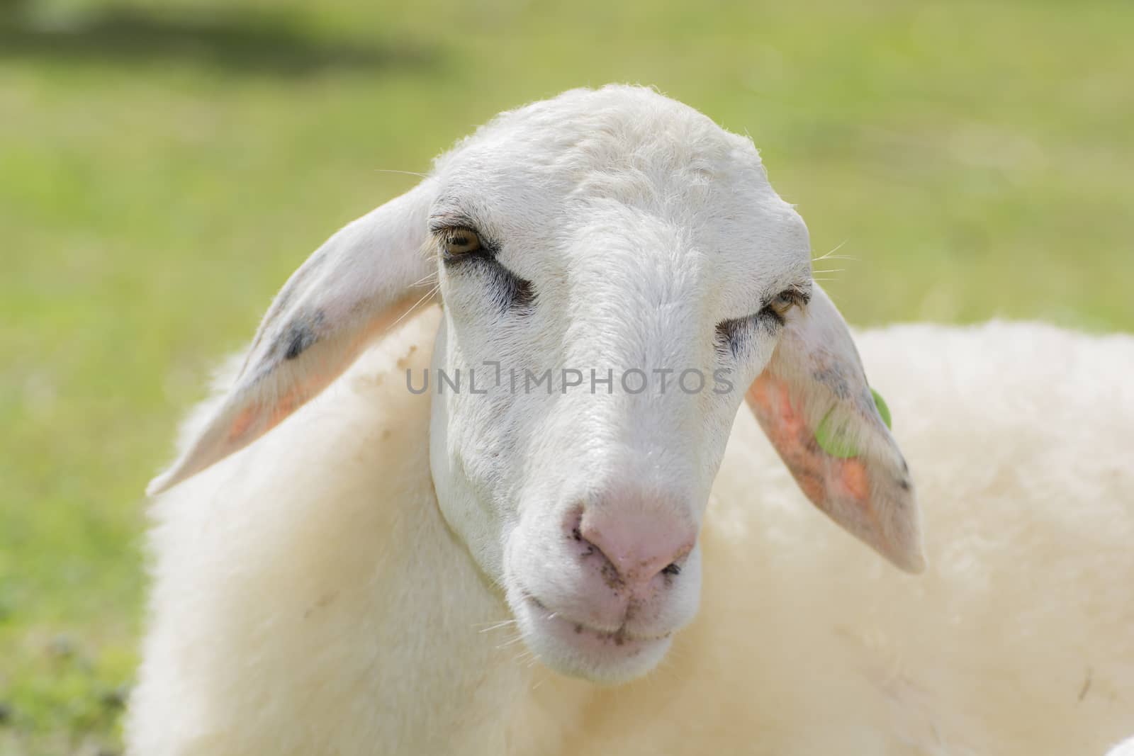 Sheep Farm in a field in Winter