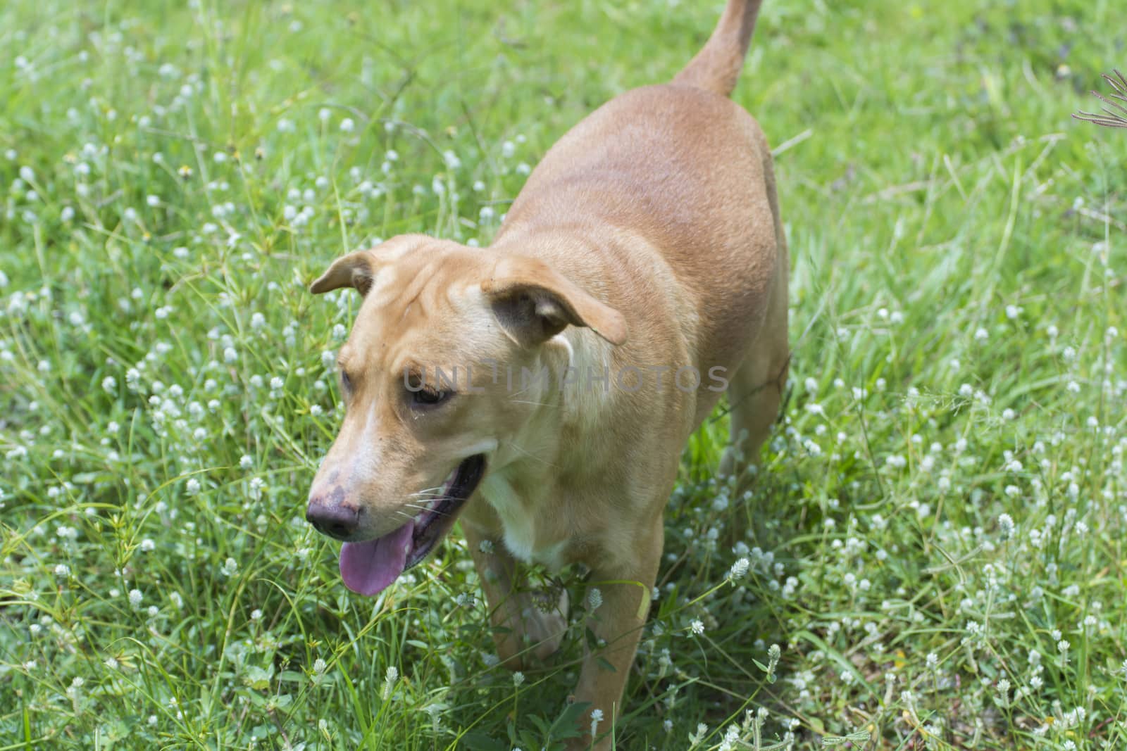 Clever golden dog brown color and Intelligent