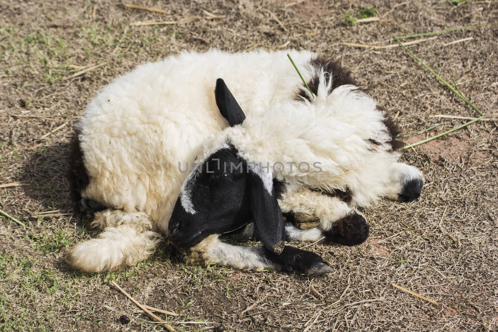 Sheep Farm in a field in Winter