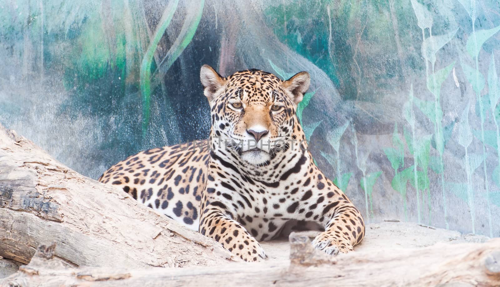 Portrait leopard predator in the zoo of Thailand