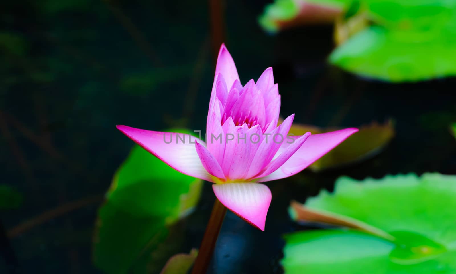 Pink lotus bud and green lotus leaf