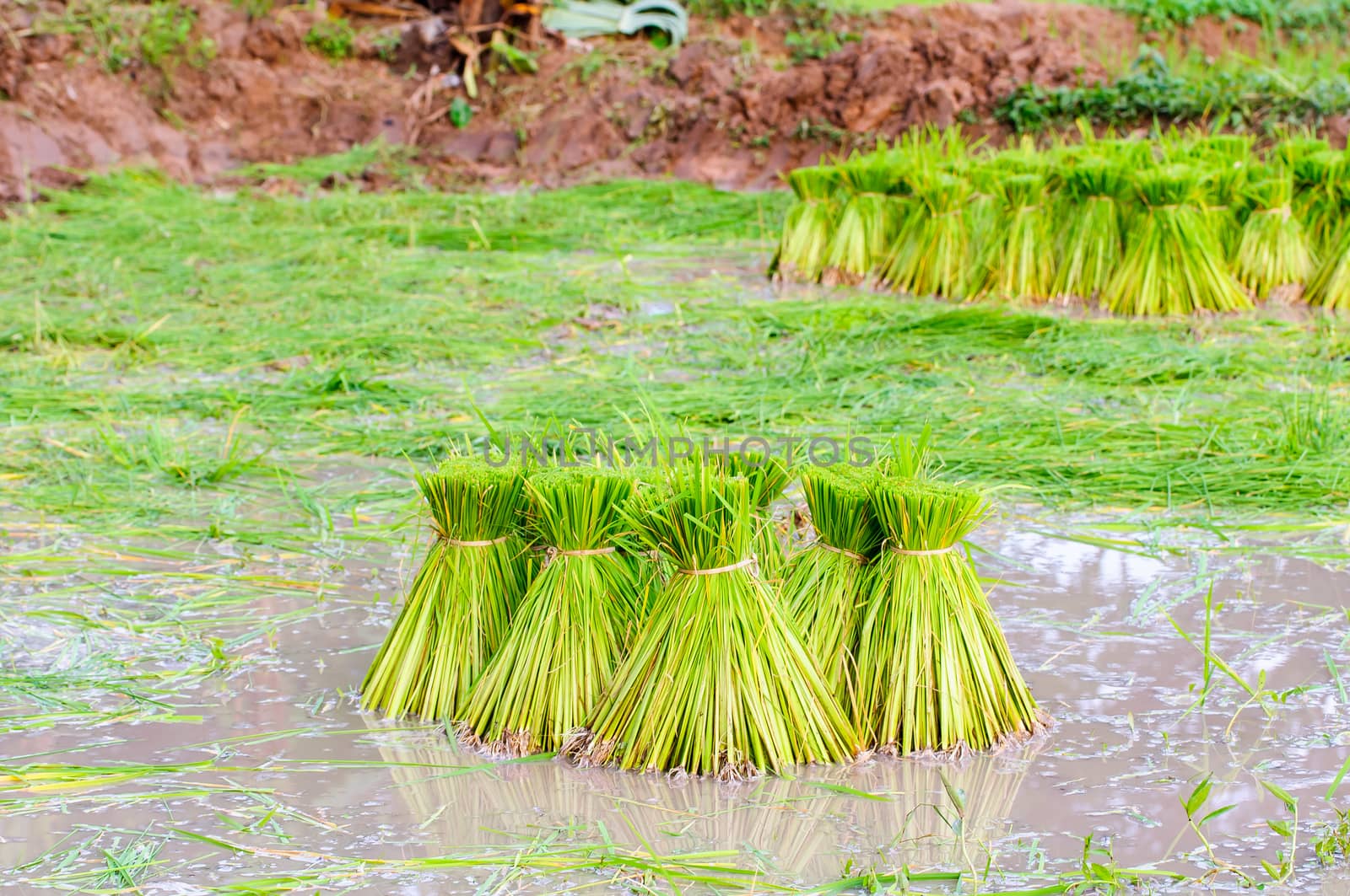 Rice bundle in rice field