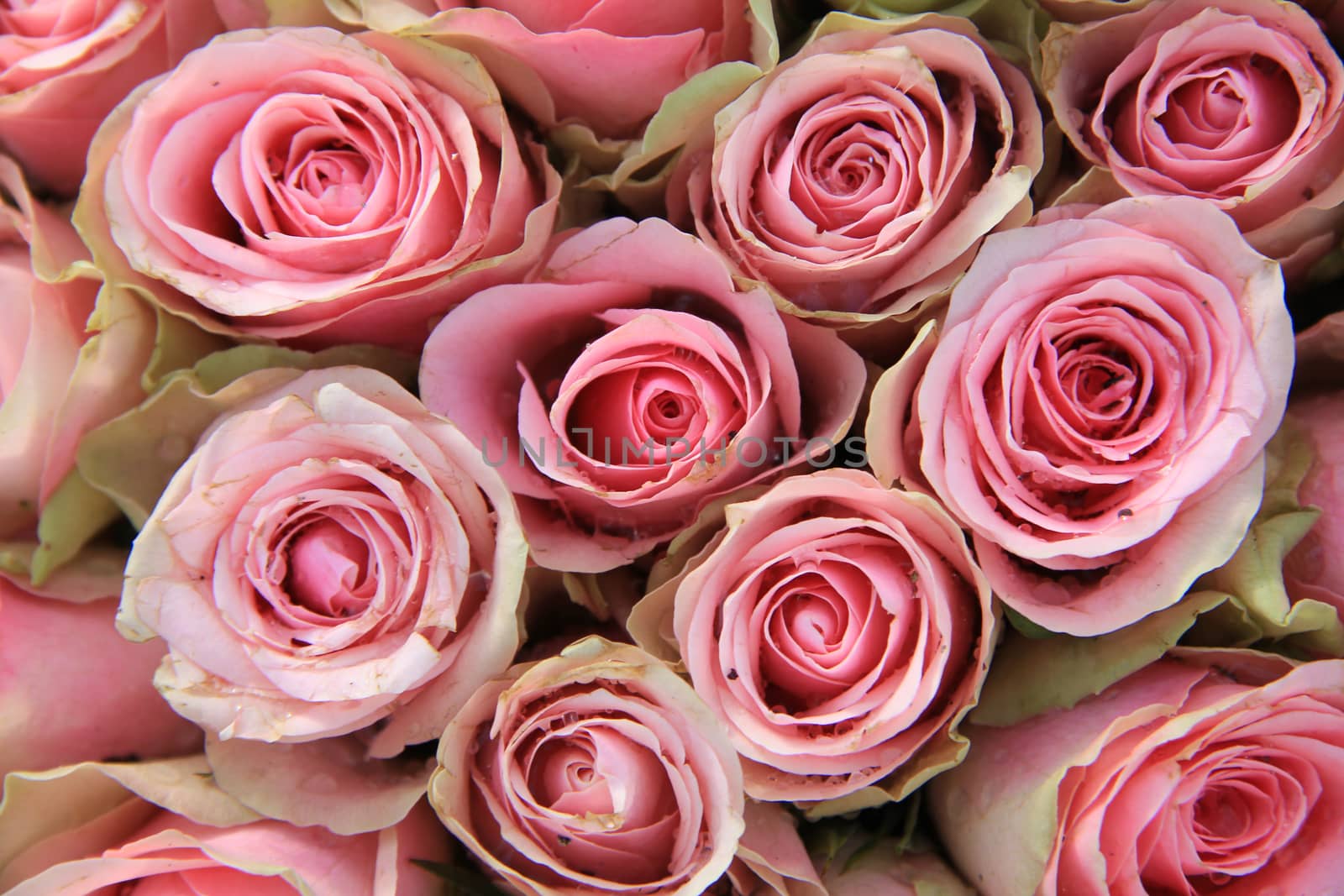 Pink roses in a wedding arrangement by studioportosabbia