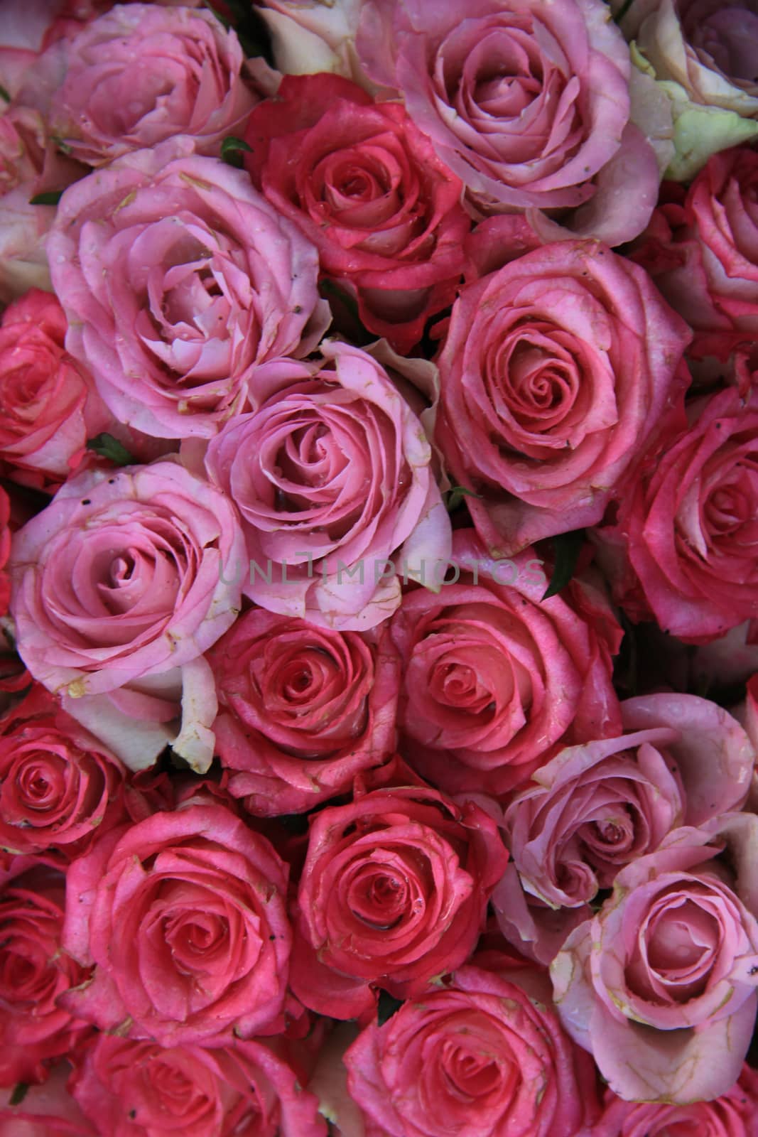 Roses in different shades of pink in a bridal flower arrangement