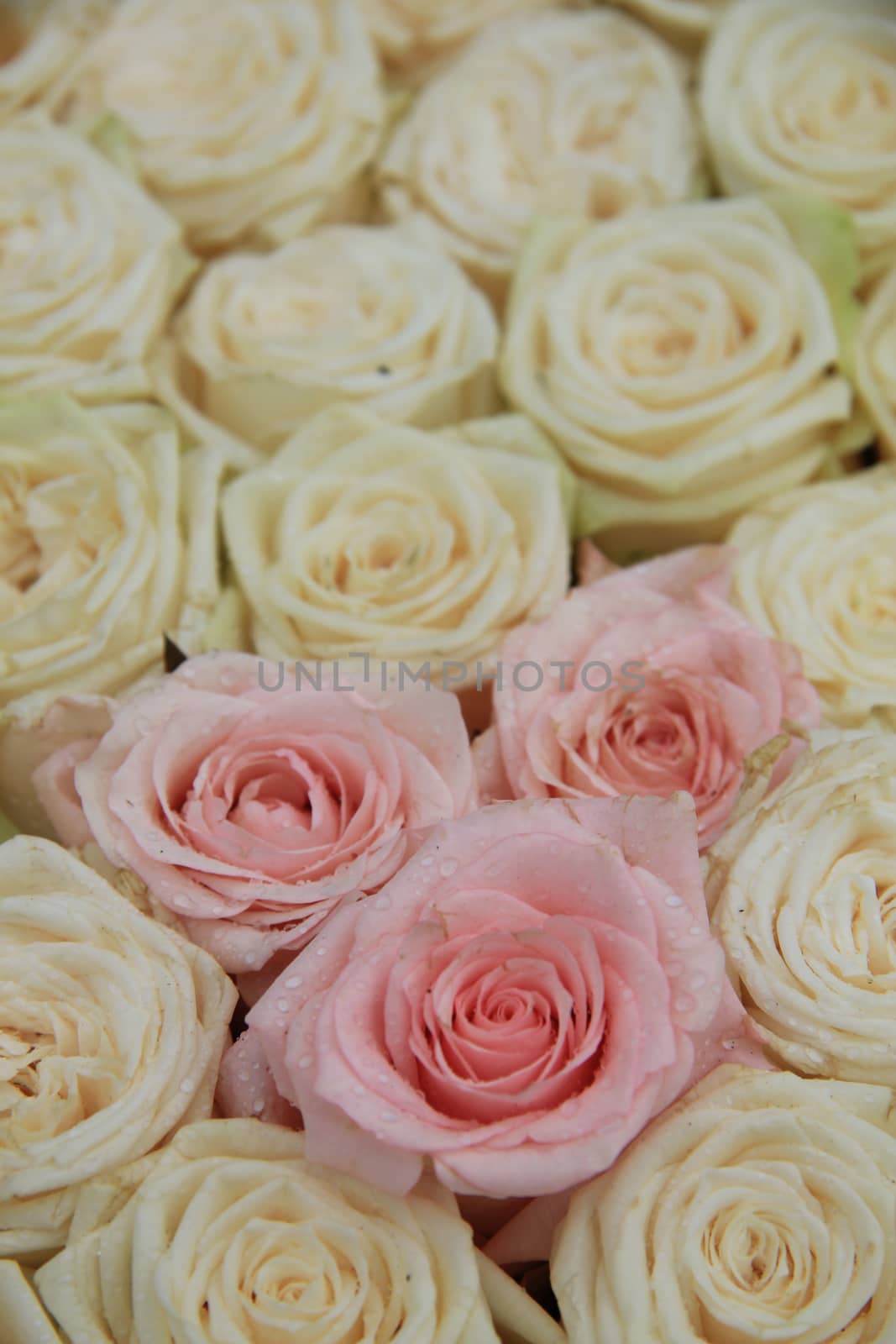 Pink and white roses in a elegant and classic wedding arrangement