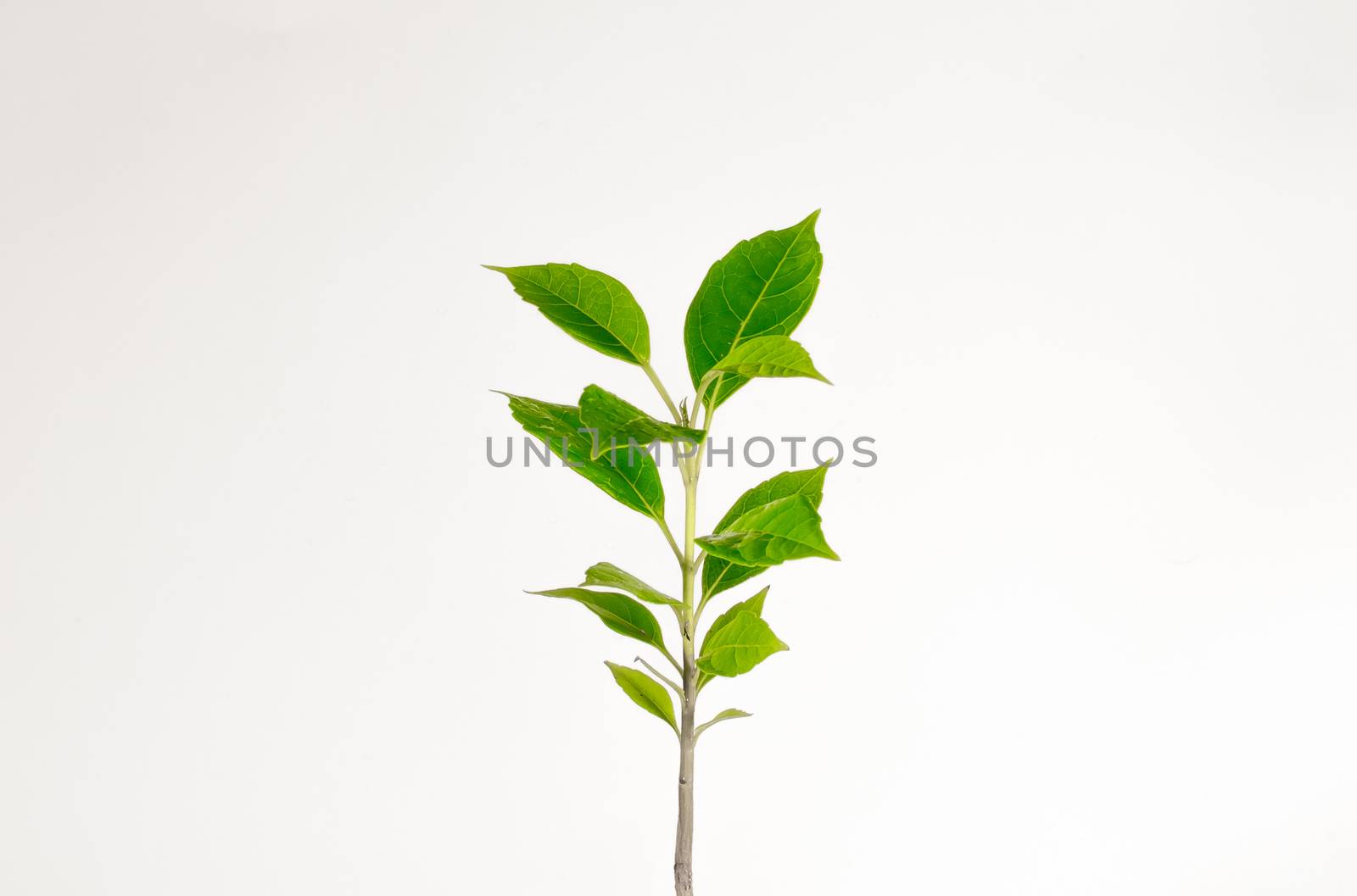 The green leaf cloesup isolated  on white background