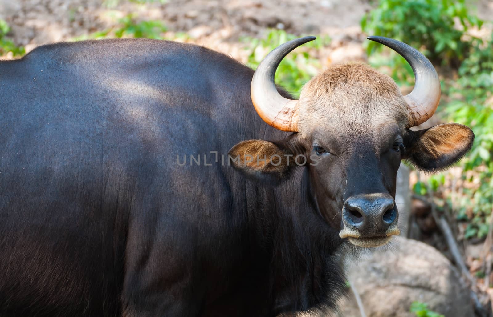 Black bison in Khao Kheow Open Zoo Thailand