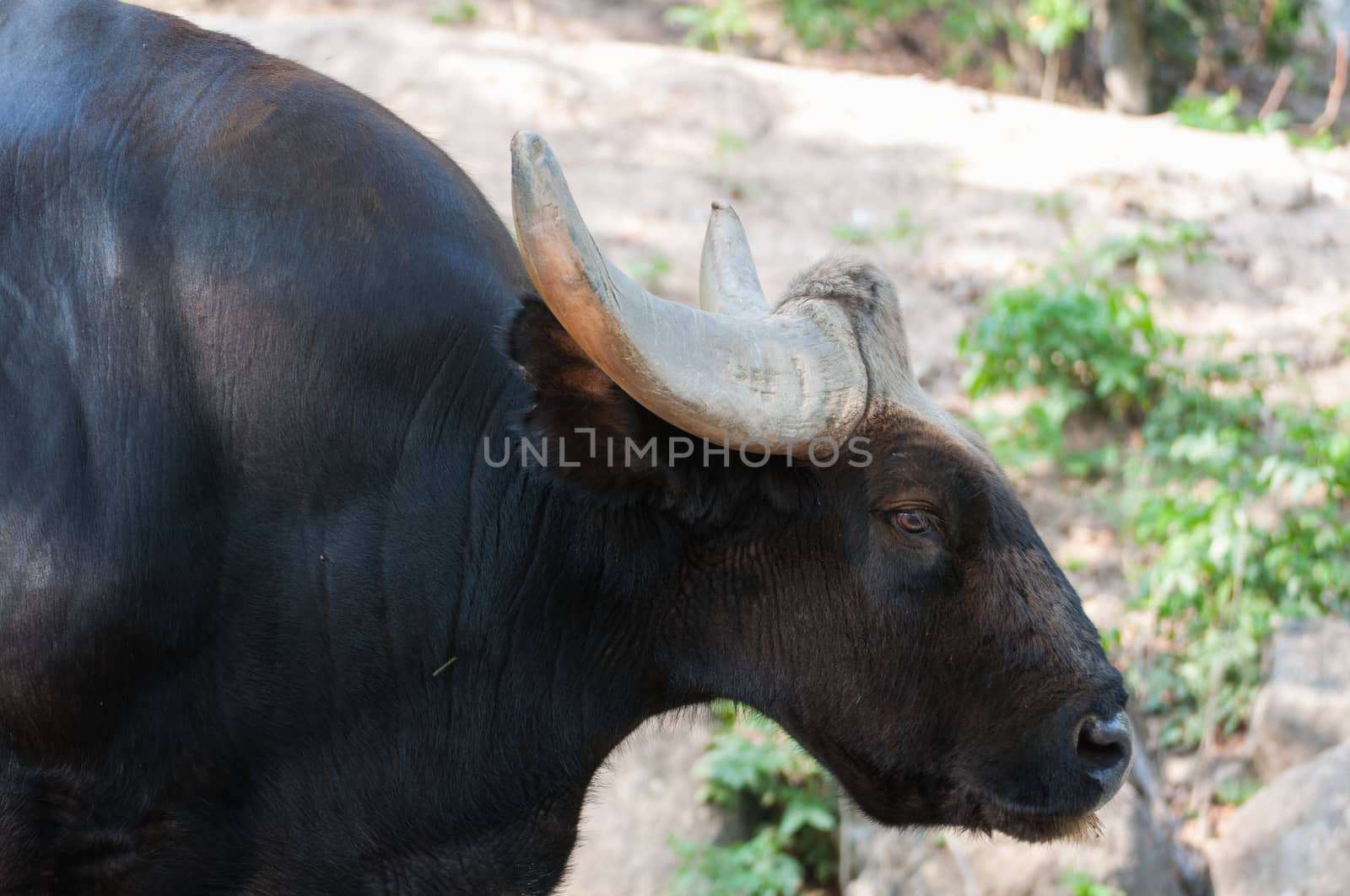 Black bison in Khao Kheow Open Zoo Thailand