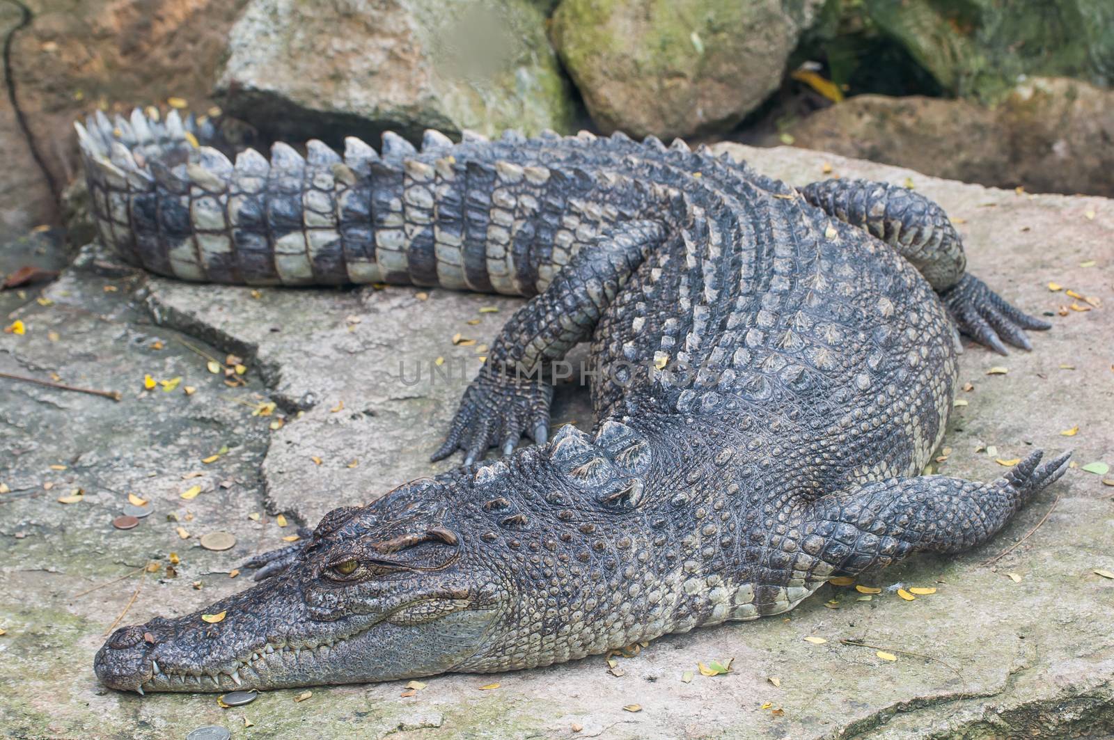 crocodile animal
fresh water sleeping on the rocks