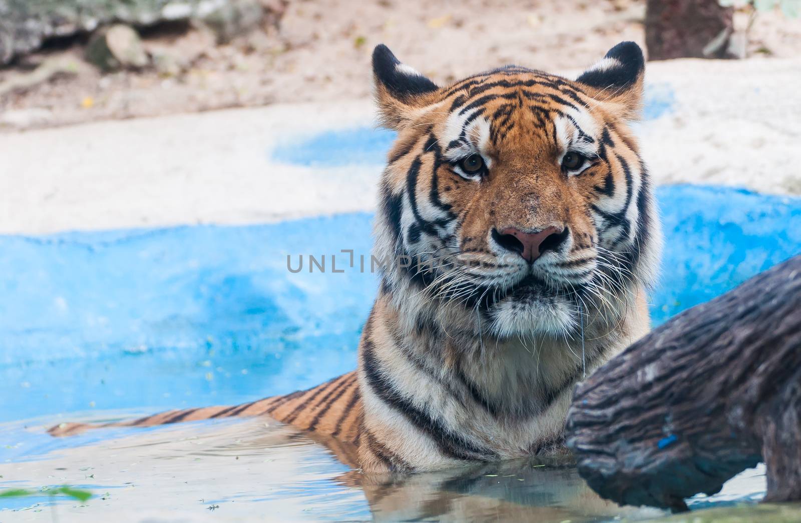 Tiger sleep in the water of Thailand