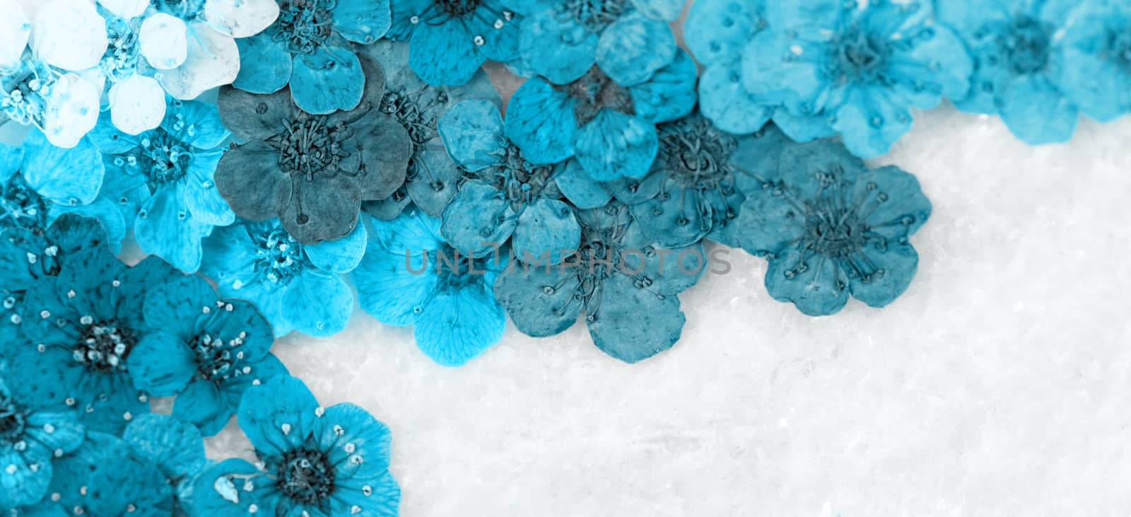Decorative montage compilation of colorful dried spring flowers (blue)