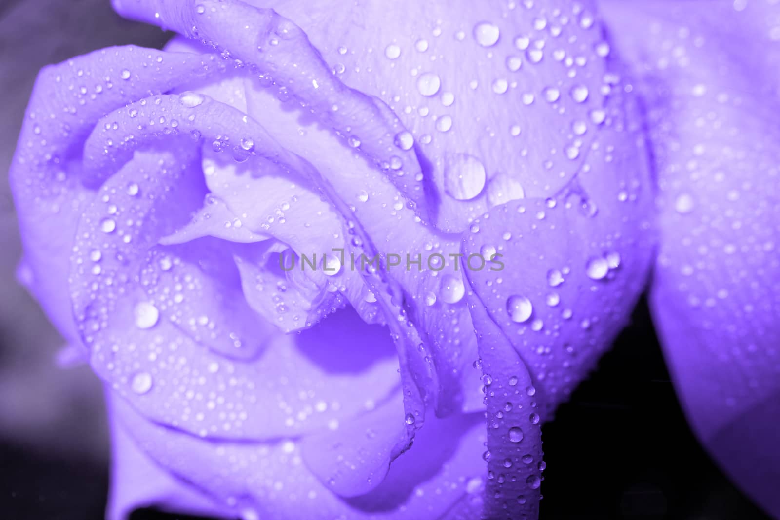 Macro photo of a rose with water droplets