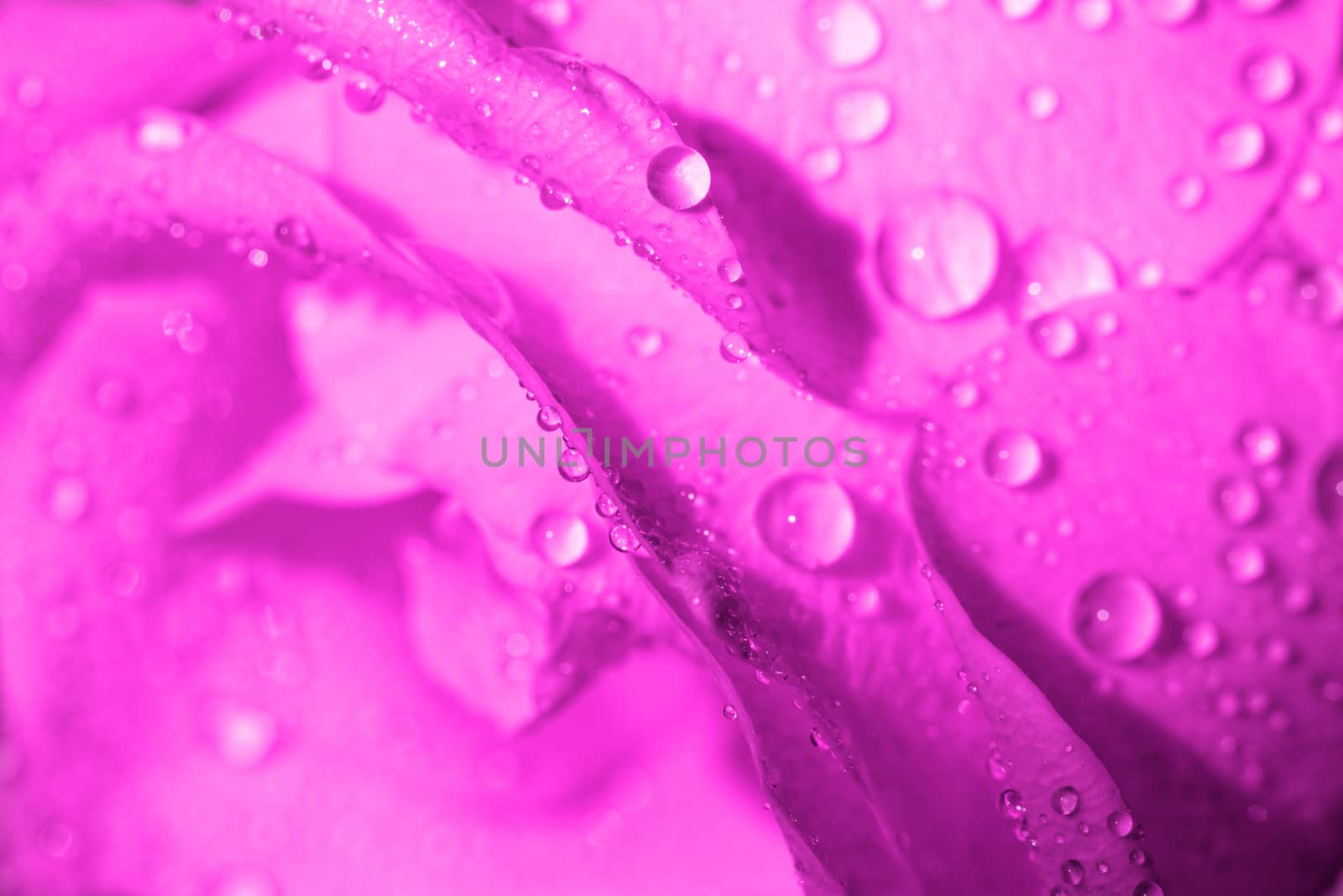 Macro photo of a rose with water droplets