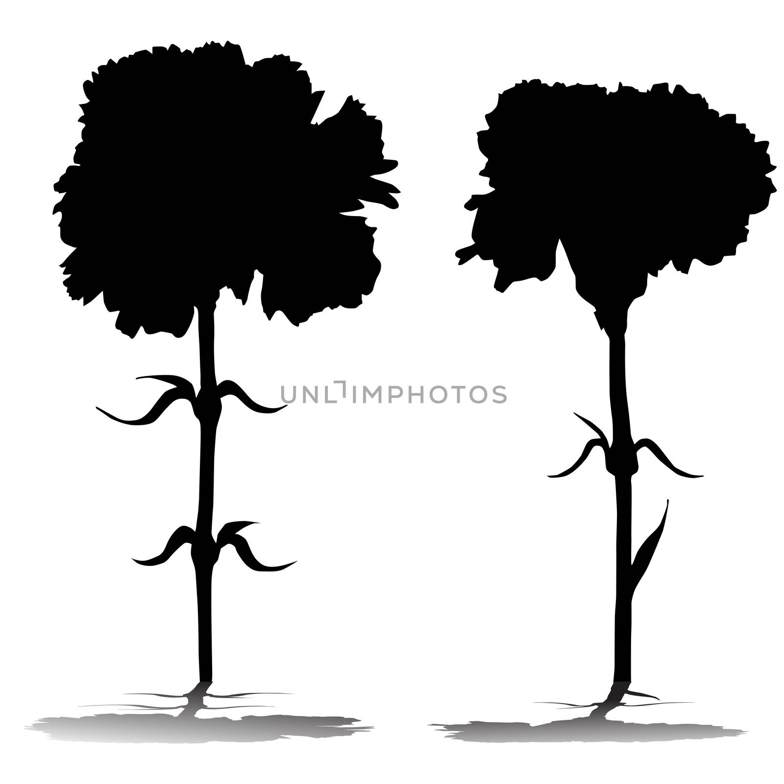 Carnations silhouettes with shadows isolated on white