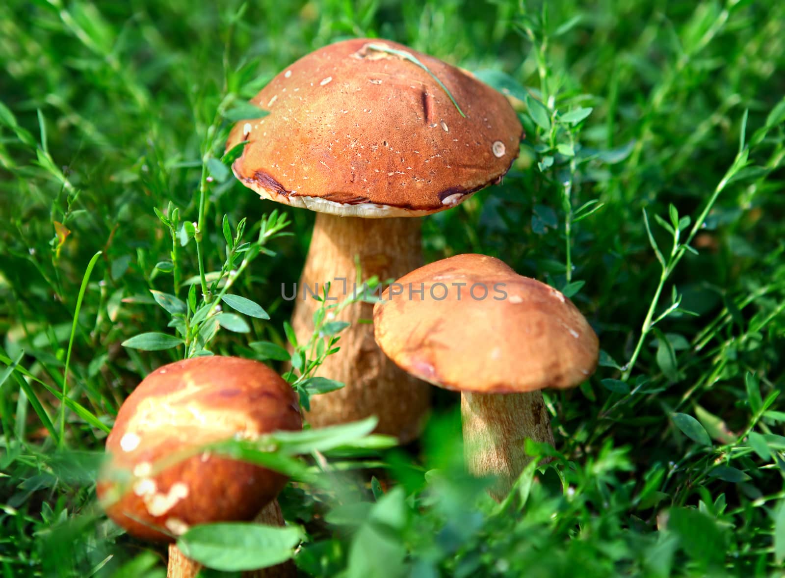 Three Mushrooms in the Grass closeup at the Summer Day