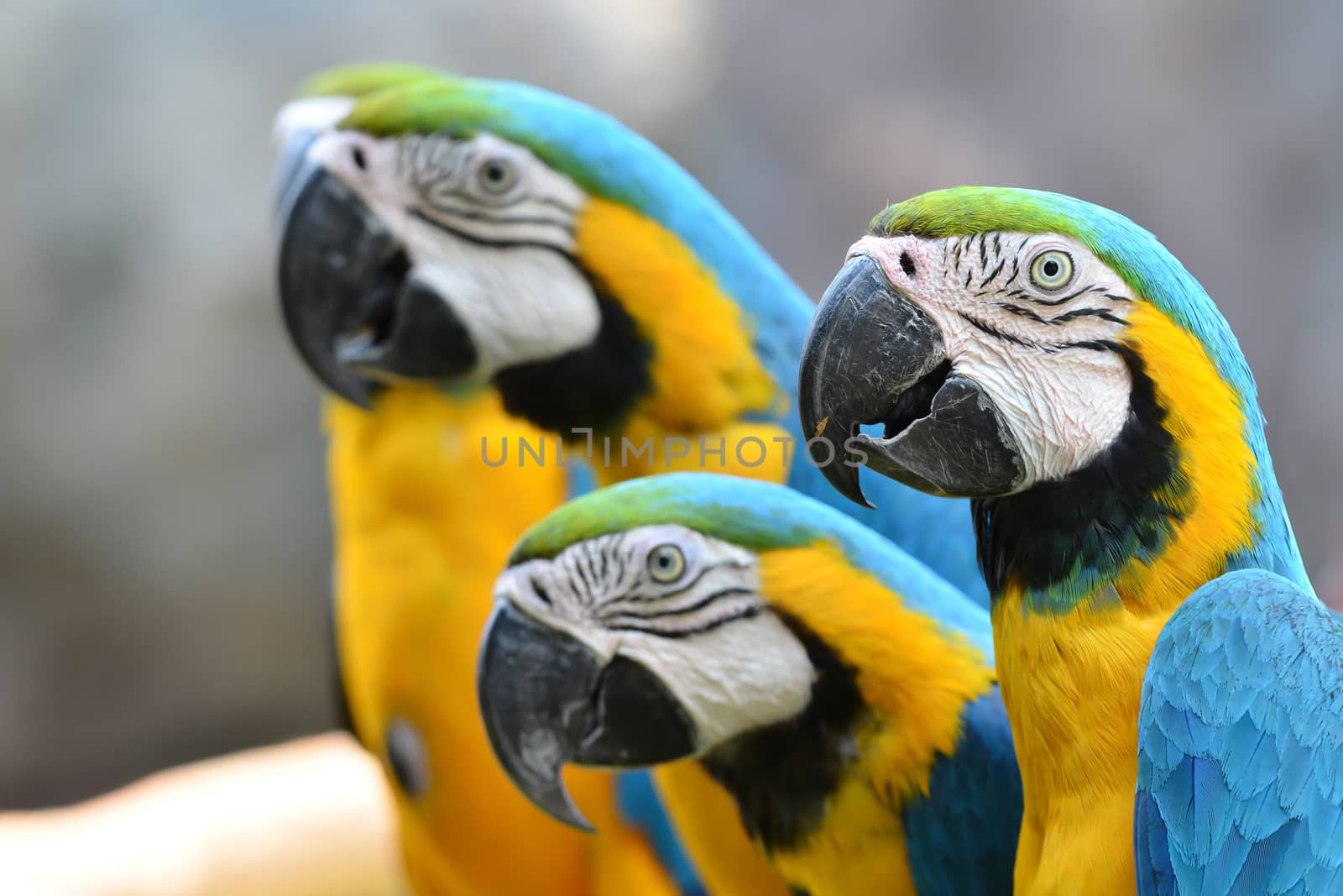 blue and yellow macaw, Blue-and-Gold Macaw