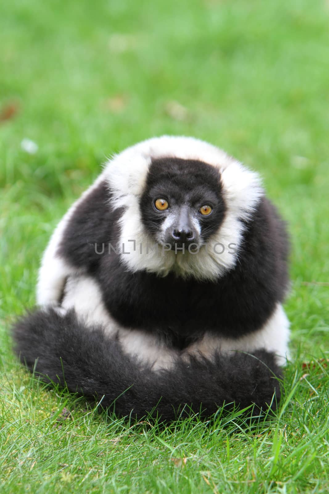 Black and white ruffed lemur(Varecia veriegata) by mitzy
