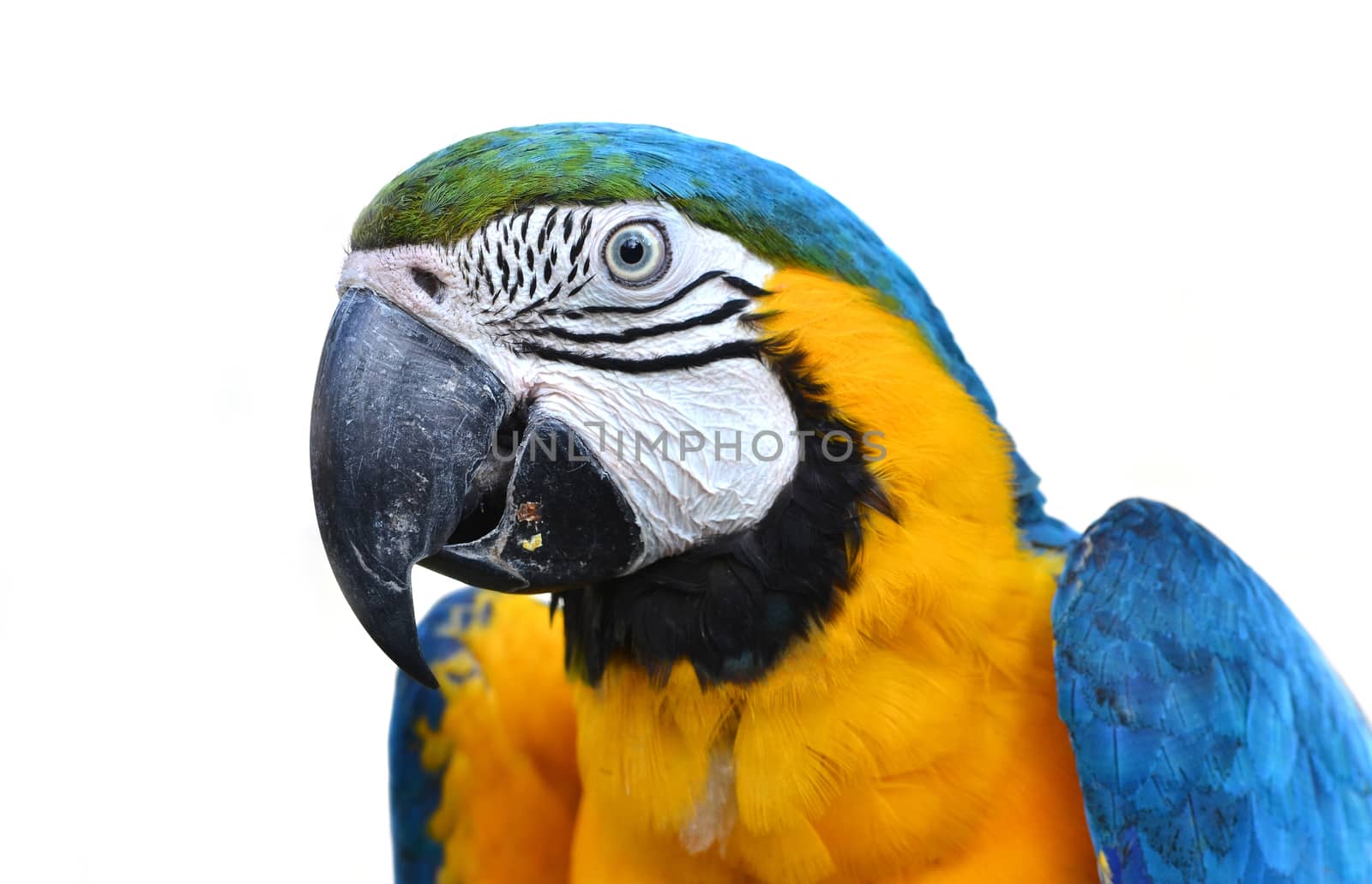 blue and yellow macaw, Blue-and-Gold Macaw