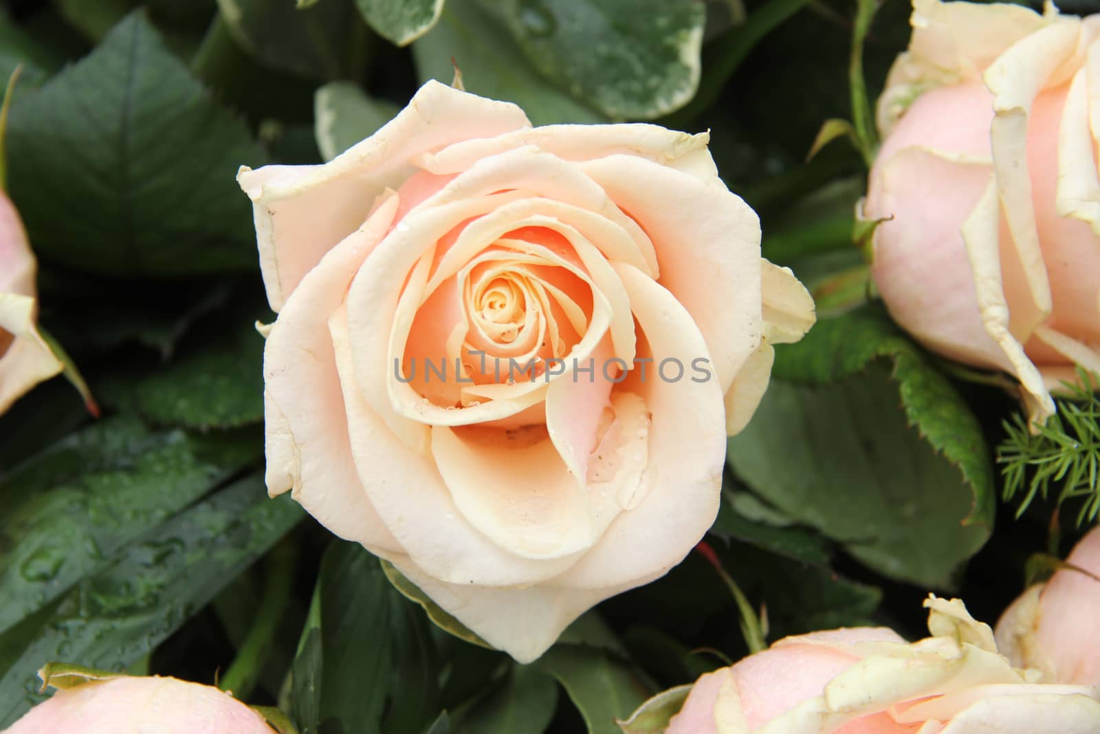 pale pink roses in a wedding arrangement