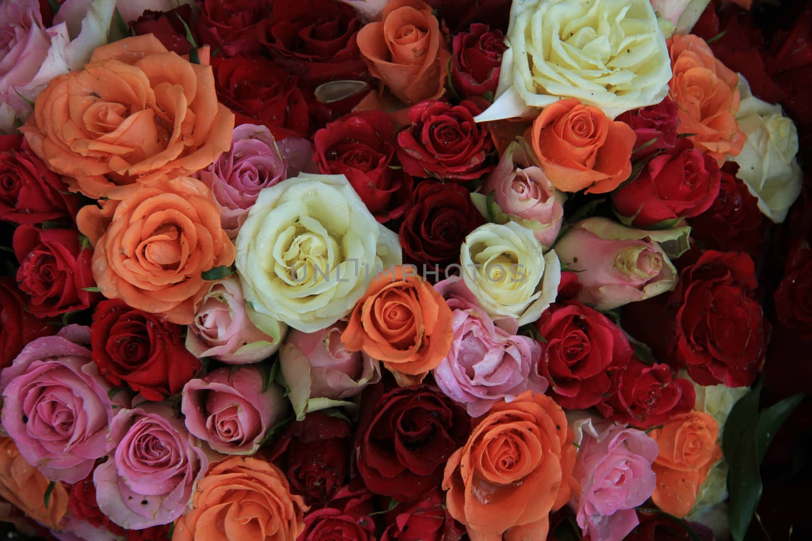 Bridal roses in various colors by studioportosabbia