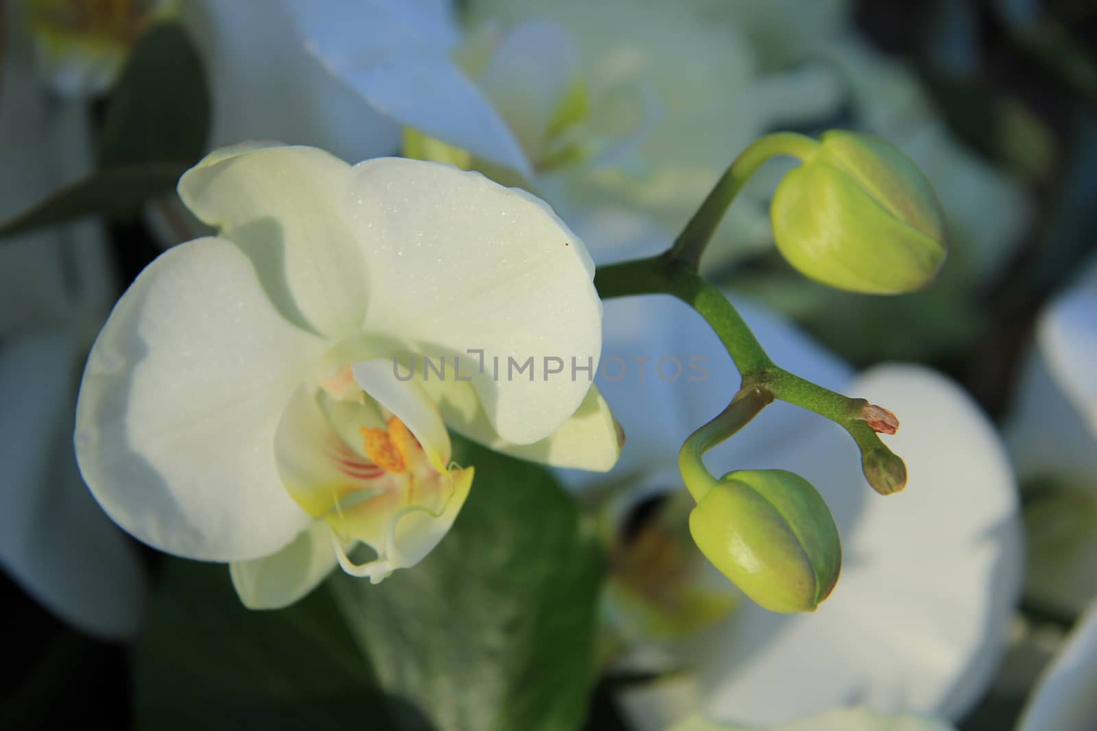 White phalaenopsis orchids in a bridal bouquet