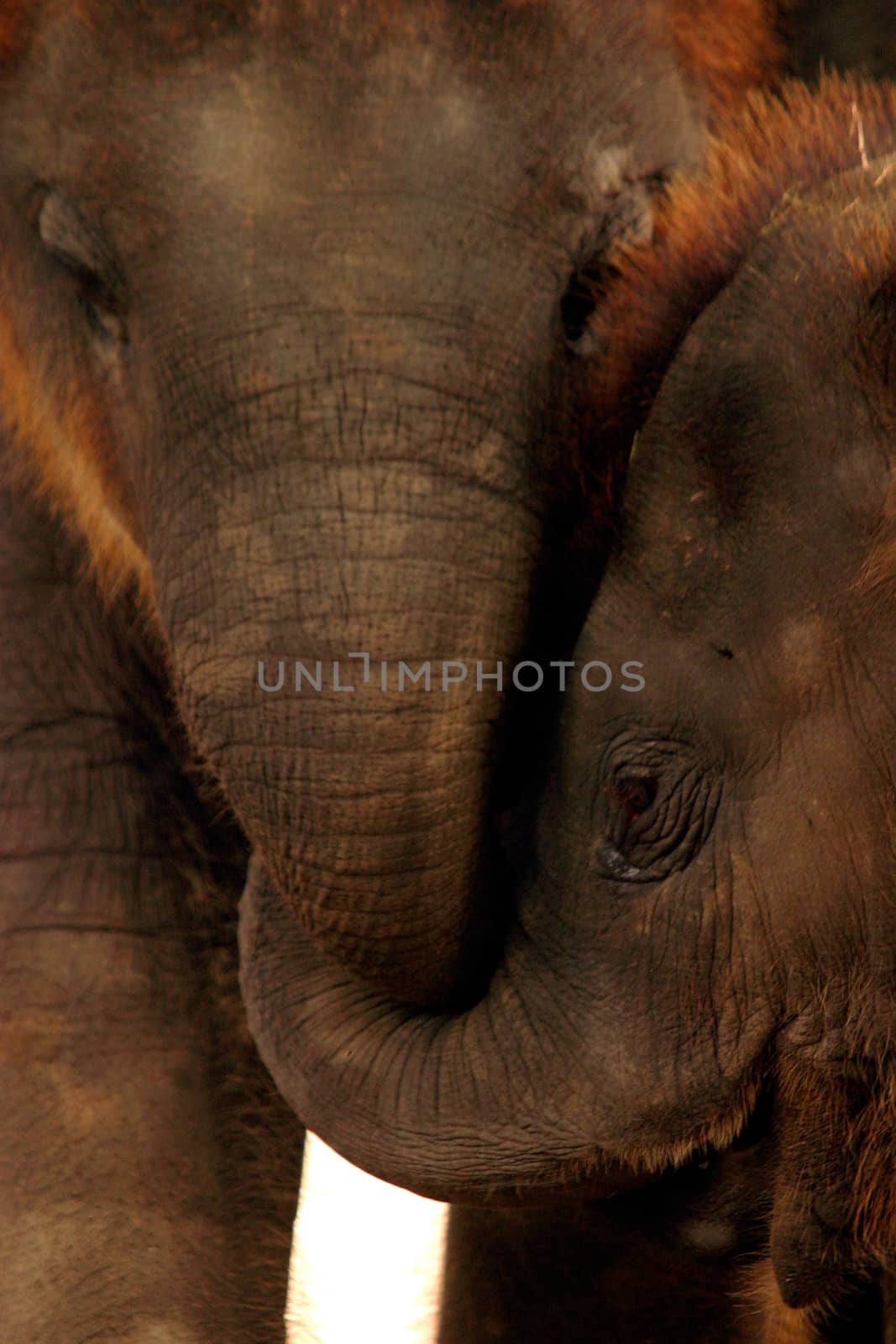 Asian baby elephant standing between the big legs of her mother by jee1999