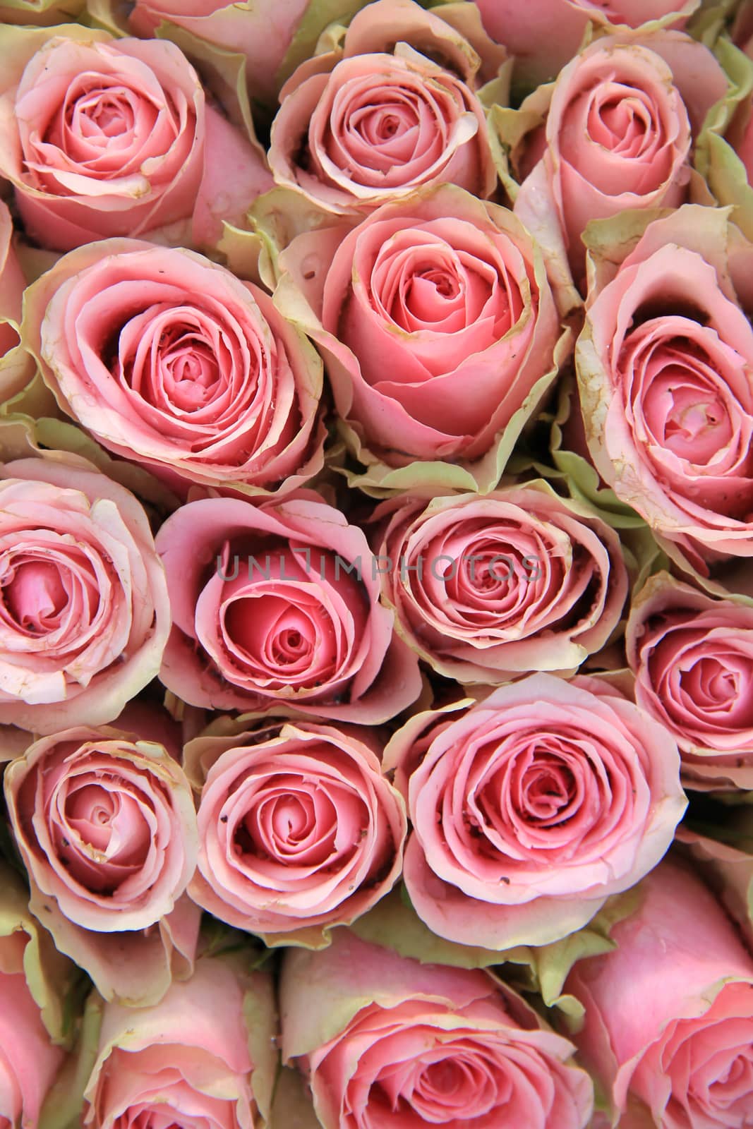 Pink roses in a wedding arrangement by studioportosabbia