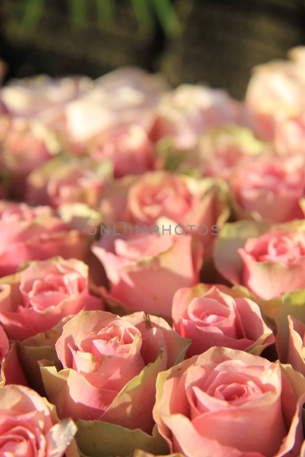 Pink roses in a bridal arrangement by studioportosabbia