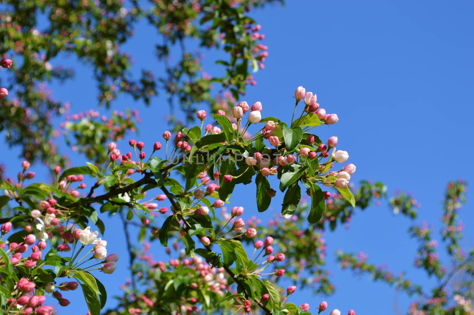 Spring Blossom. by paulst