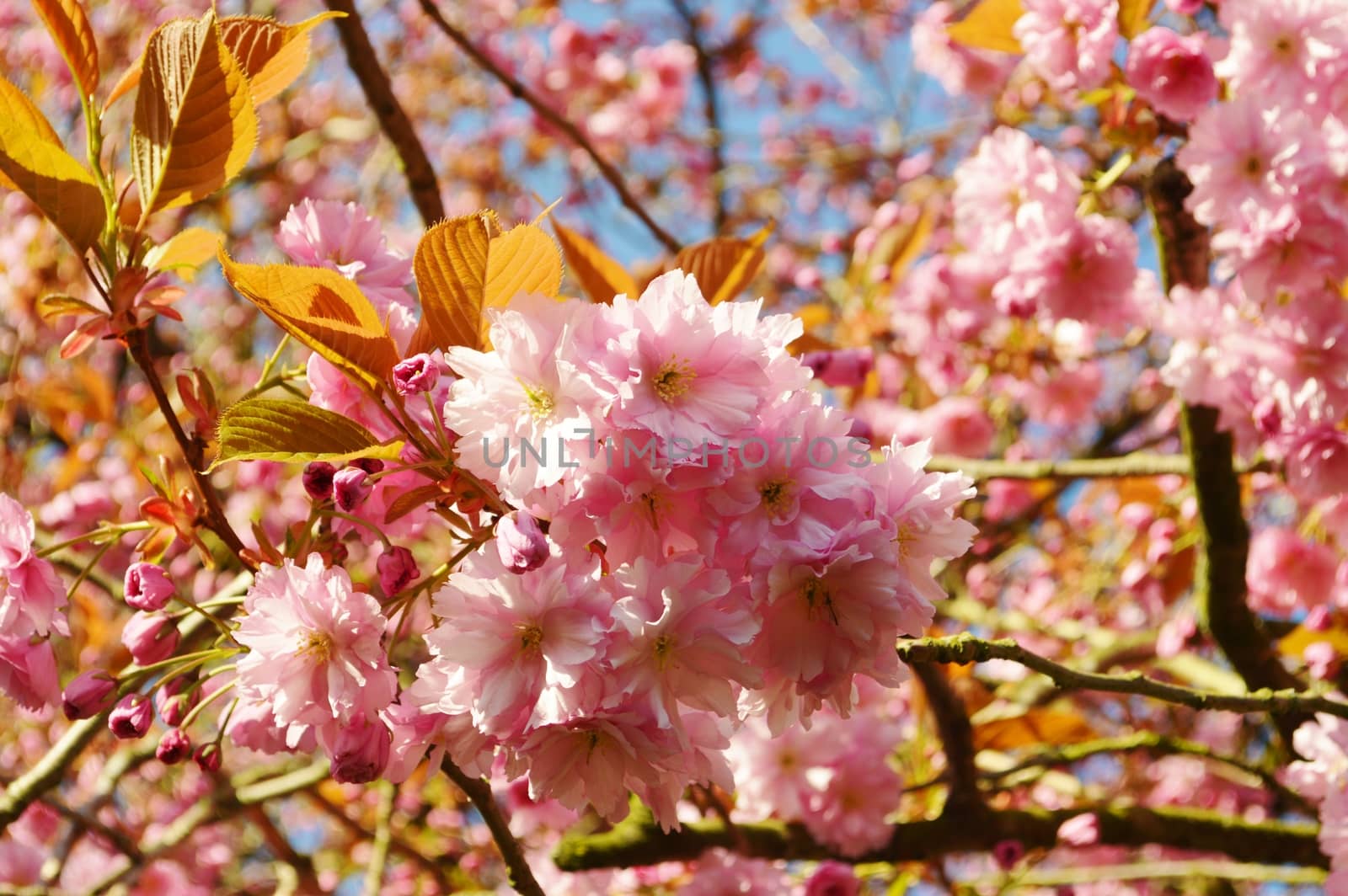 A close-up image of colourful Spring Blossom.