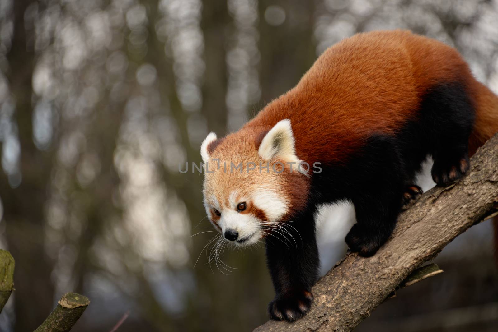 Red panda or lesser panda (Ailurus fulgens) on a branch.
