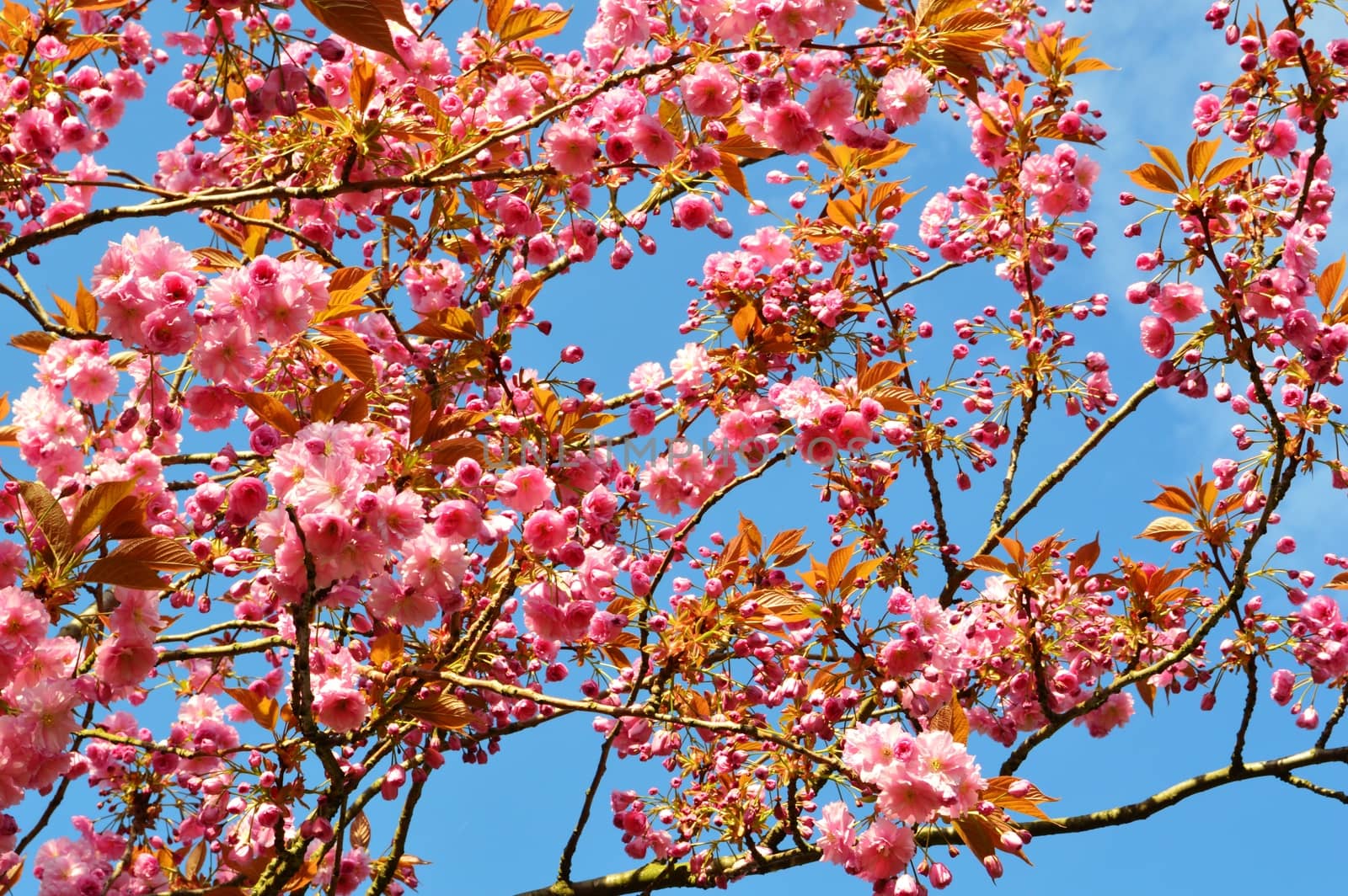 A close-up image of colourful Spring Blossom.