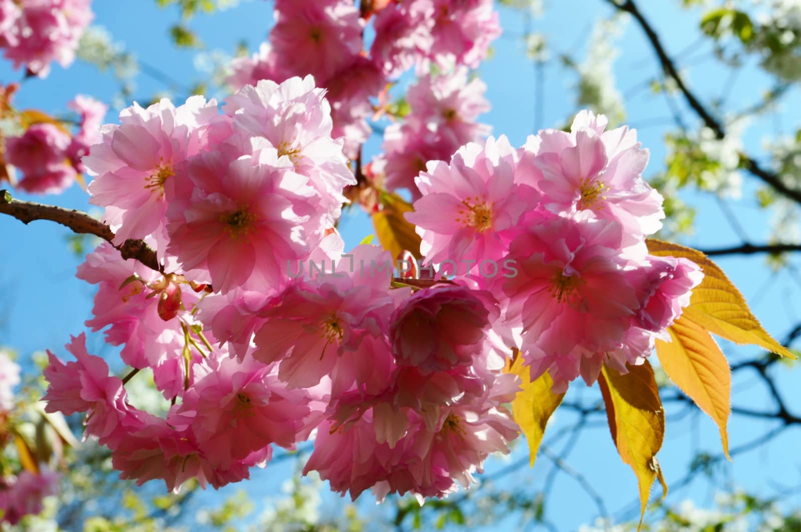 Close-up image of beautiful Spring Blossom.
