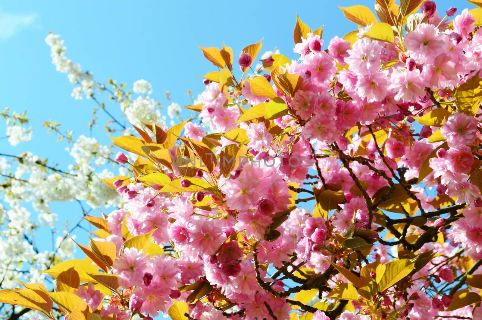 A close-up image of colourful Spring Blossom.