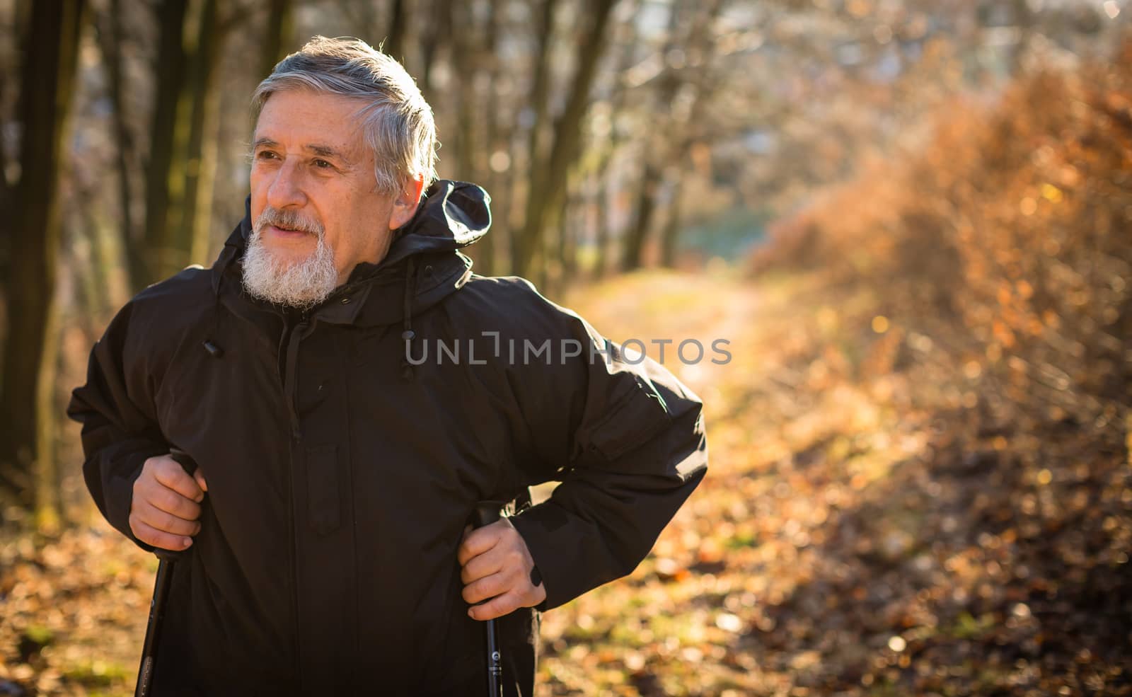 Senior man nordic walking, enjoying the outdoors, the fresh air, getting the necessary exercise