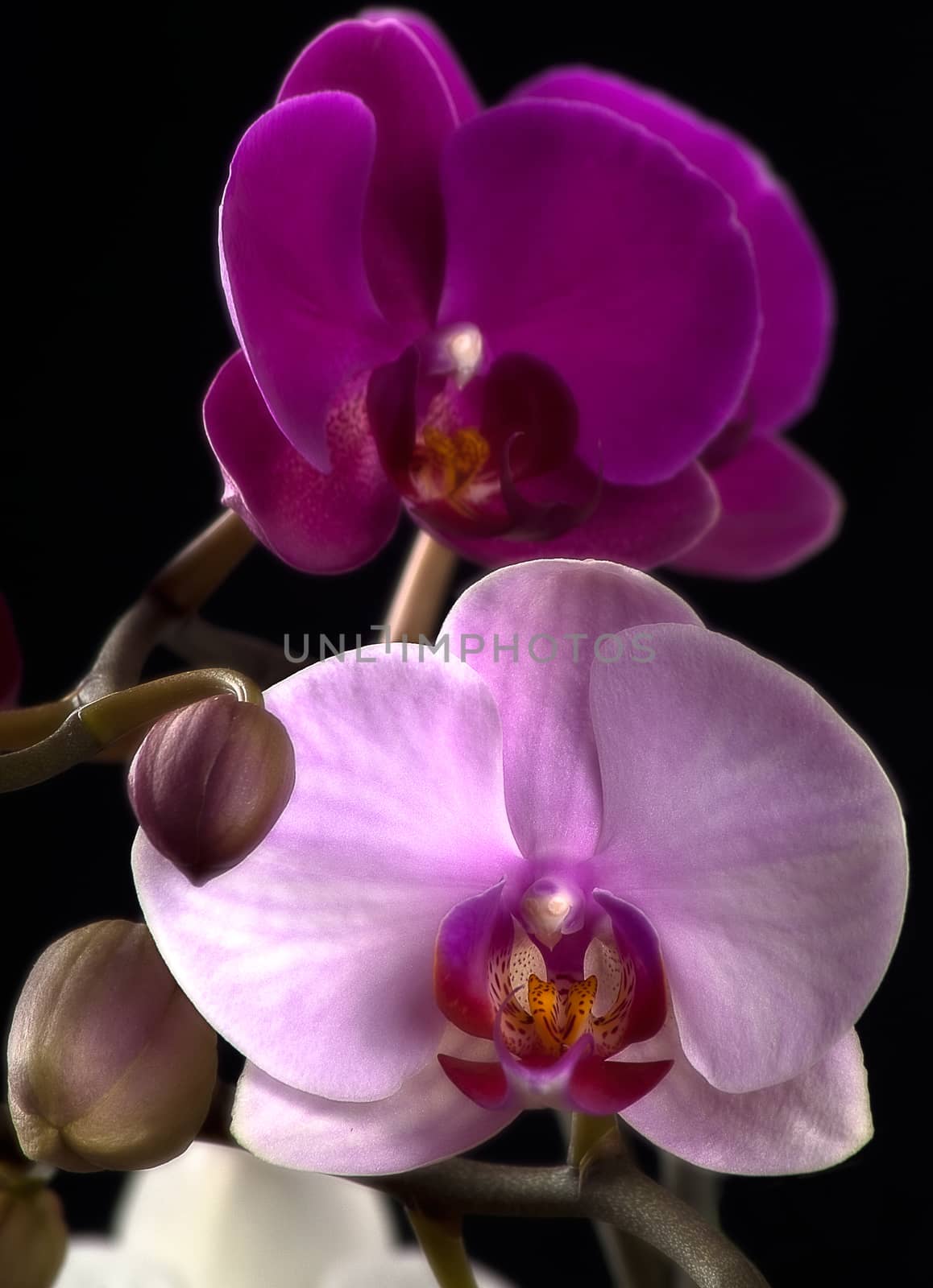 purple and violet and white orchid on a black background