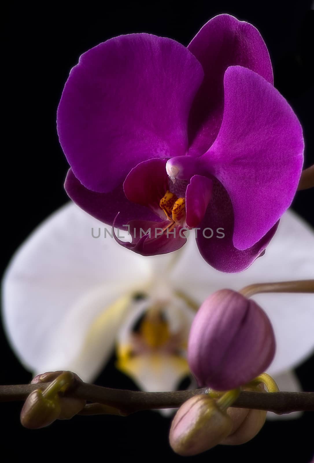 purple orchid on a white background, black background