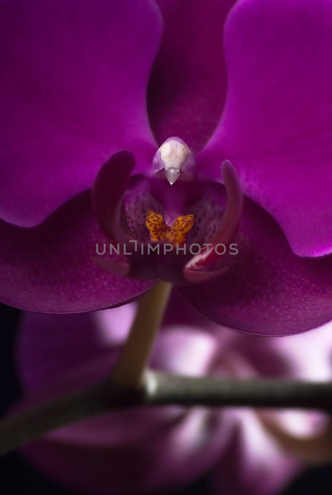 purple orchid close-ups