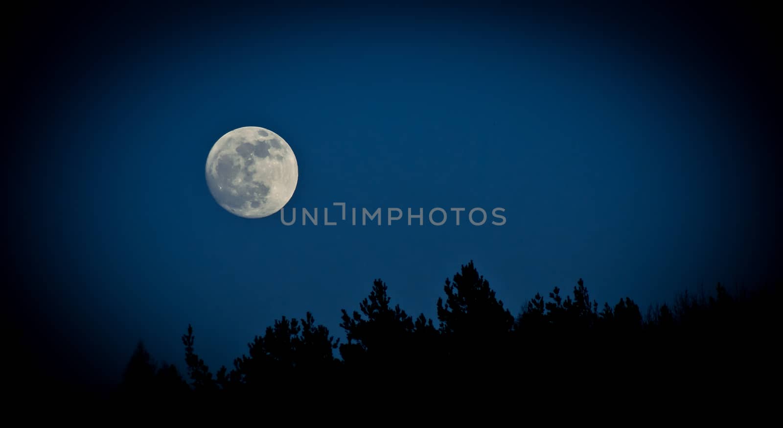 moon over the trees, dark background