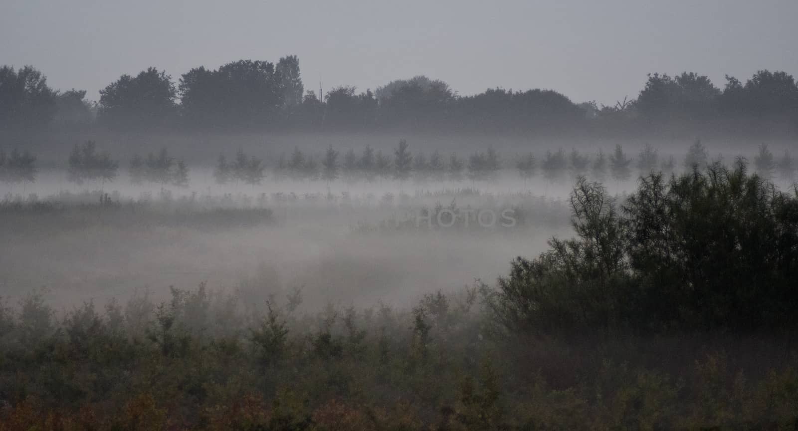 fog on the fields at dawn