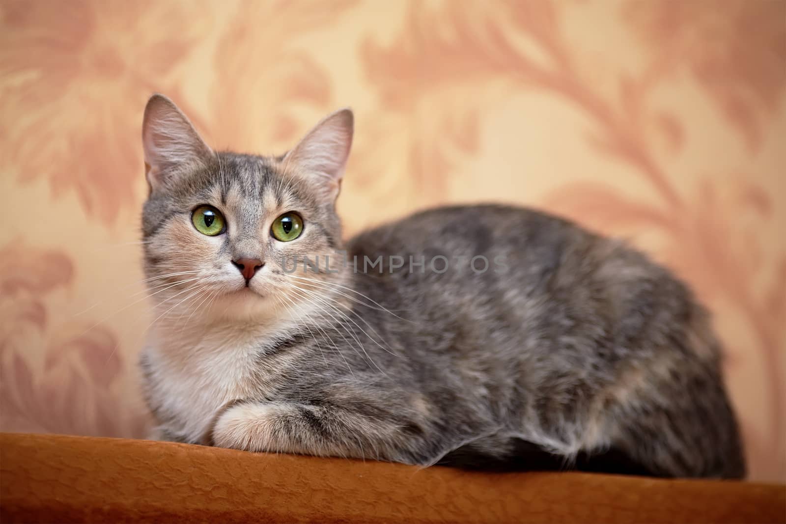 Gray cat with green eyes. by Azaliya