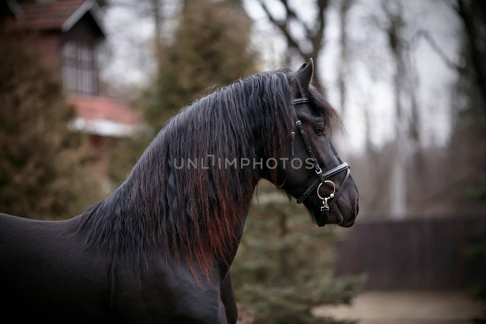 Black stallion. Portrait of a sports black horse. Thoroughbred horse. Beautiful horse.